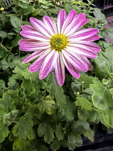 Хризантема корейская Бриз Парадиз