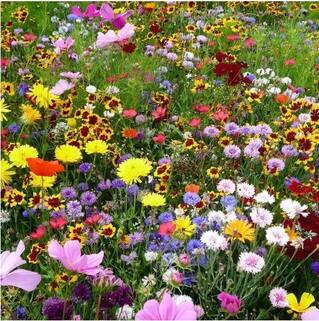 Цветочный газон Цветочная симфония, семена, 30 г