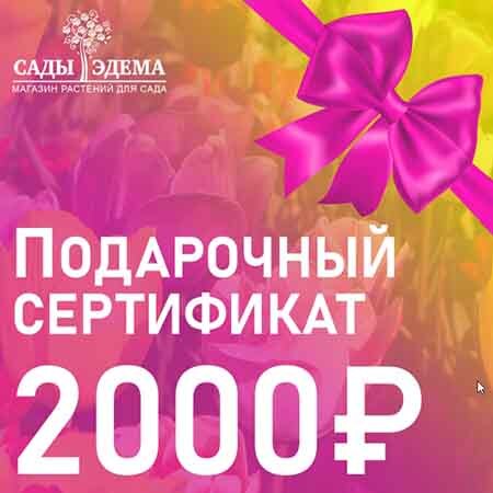 Подарочные сертификаты Подарочные сертификаты