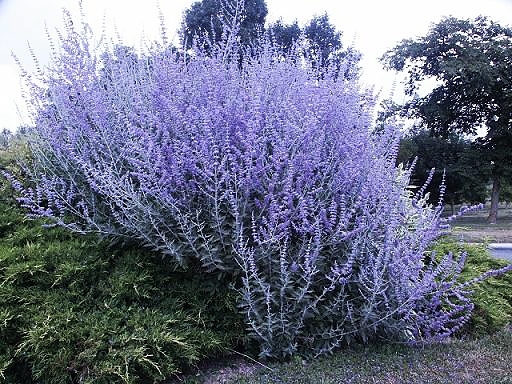 Кустарники и деревья Кустарники и деревья