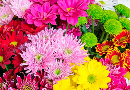 Осталось мало времени! Акция на ХРИЗАНТЕМЫ и АСТРЫ завершается!