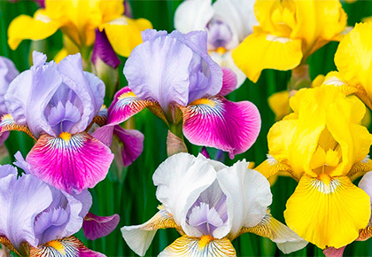 ИРИСЫ в каждом букете: Весенняя акция!