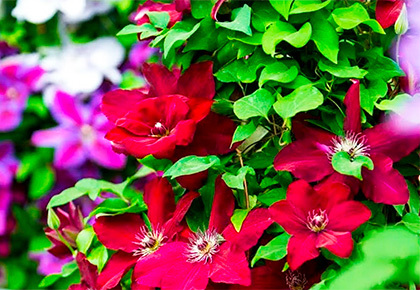 Весенняя сказка в вашем саду: КЛЕМАТИСЫ со сказочной скидкой 16%! 