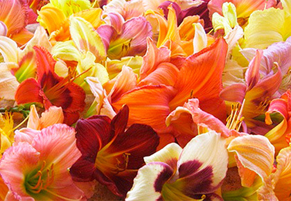 Цветущие мечты: ЛИЛЕЙНИКИ для вашего сада!