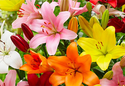 Весенние лилии – всего 125 рублей за красоту!