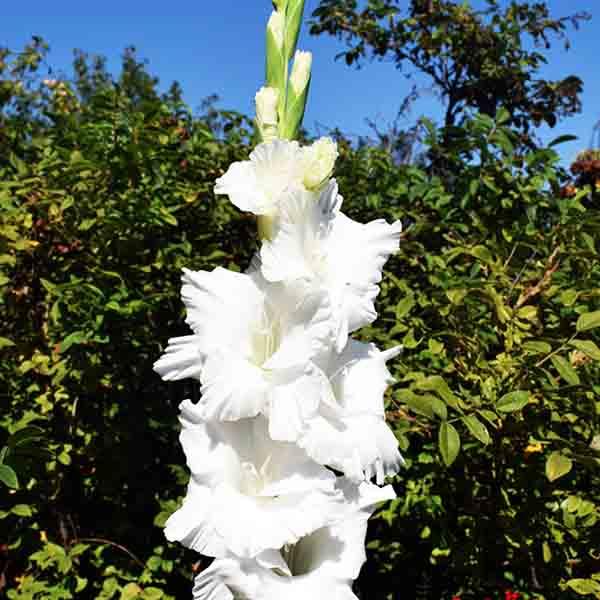 Гладиолус марш фриззлс. Гладиолус принцесс фризл. Гладиолус сноуи фриззлс фото. Гладиолус nablus frizzle. Гладиолус snowy frizzles.