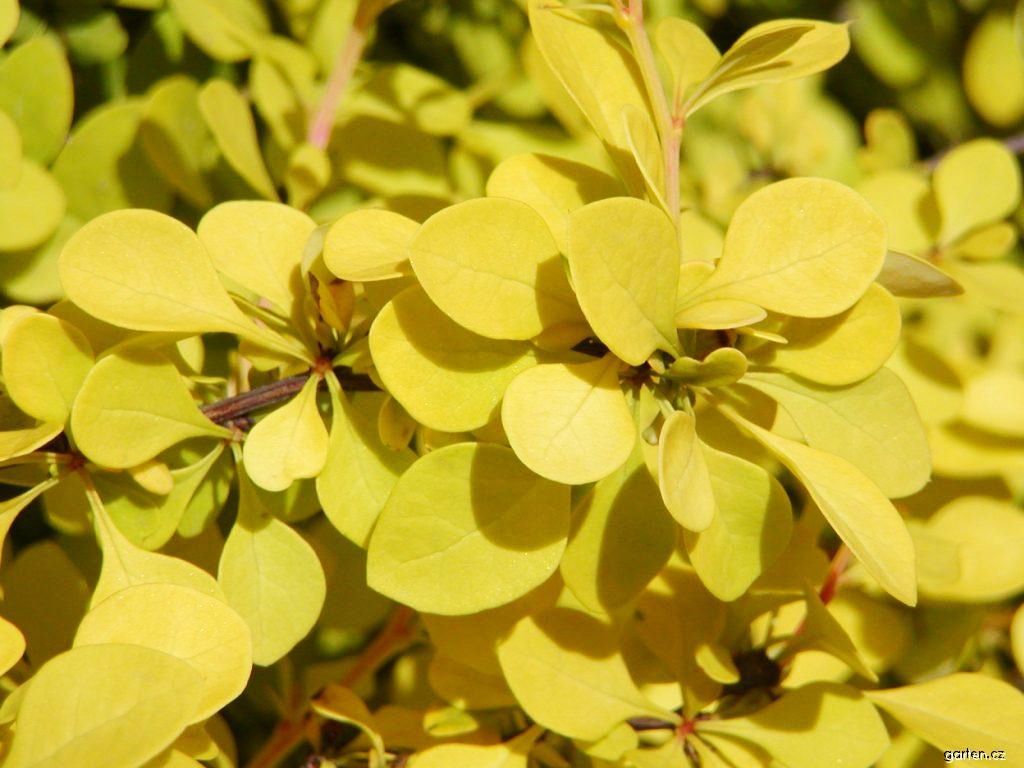 Кустарник с желтыми листьями название и фото