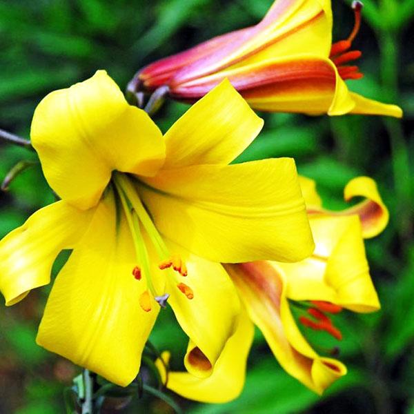Лилия трубчатая Golden Splendor (Голден Сплендор) купить выгодно ✵  Сады-Эдема.рф – интернет магазин растений для сада