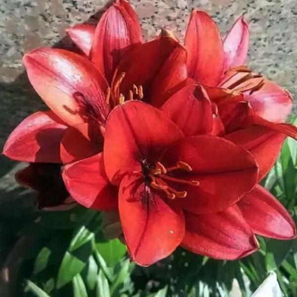 Assortiment - Lily Looks