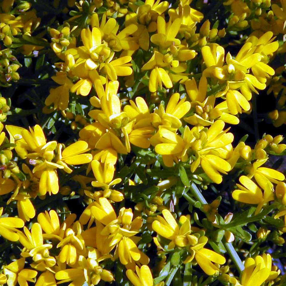 Дрок, Genista(Genista tinctoria)