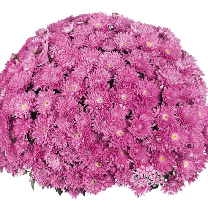 Хризантема свекольный шар фото описание
