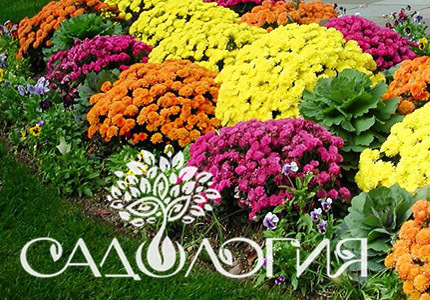 Садология - новый садоводческий бренд! Давайте знакомиться!