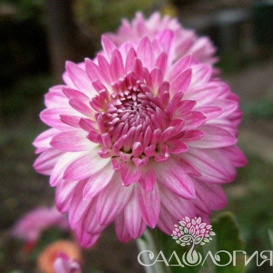 Хамелеон хризантема корейская фото