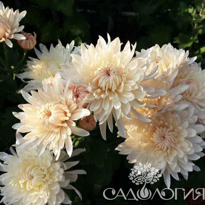 Хризантема кофейный аромат фото и описание сорта