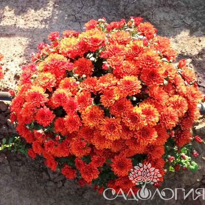 Хризантема шоре эплблоссом мультифлора фото