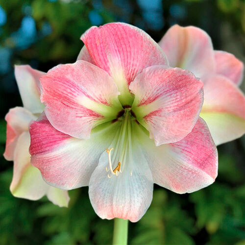 Амариллис Apple Blossom (Эппл Блоссом)