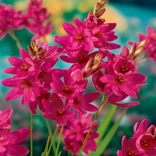 Иксия Rose Emperor (Роуз Эмперор)