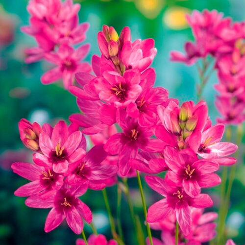 Иксия Rose Emperor (Роуз Эмперор)