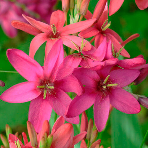 Иксия Rose Emperor (Роуз Эмперор)