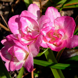 Фрезия махровая Double Pink (Розовая)