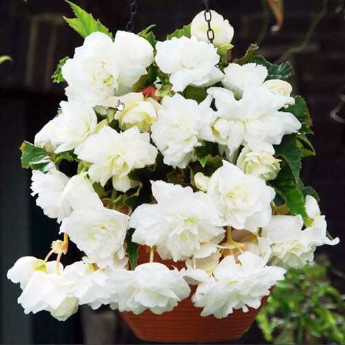 Бегония Каскад Пендула White (Белая)