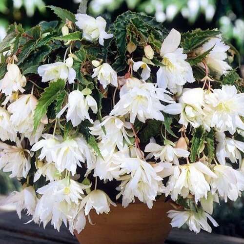 Бегония Каскад Пендула White (Белая)