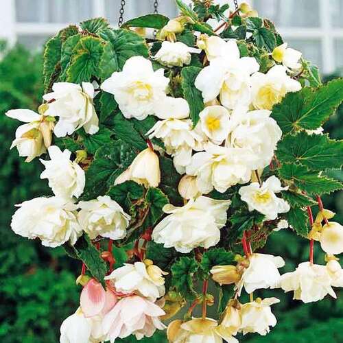 Бегония Каскад Пендула White (Белая)