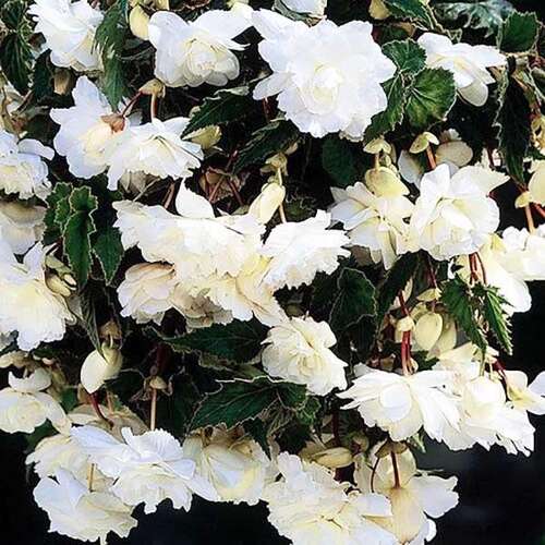Бегония Каскад Пендула White (Белая)