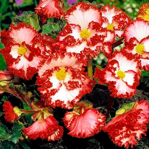 Бегония Криспа Маргината White-Red (Белая-Красная)