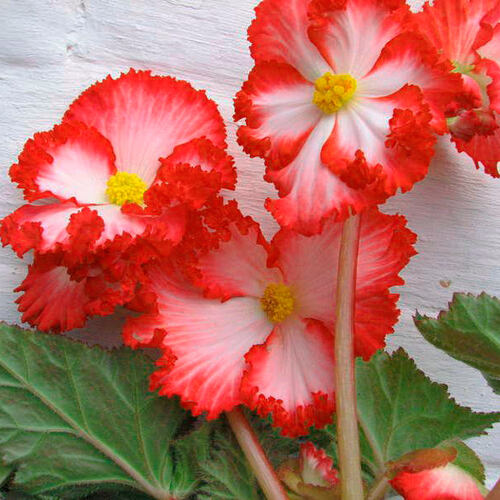 Бегония Криспа Маргината White-Red (Белая-Красная)