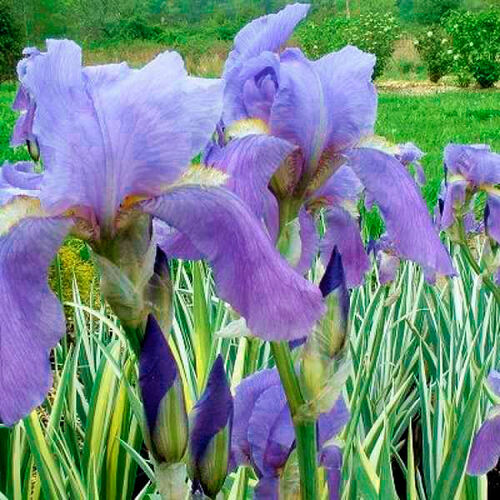 Ирис карликовый Variegata (Вариегата)