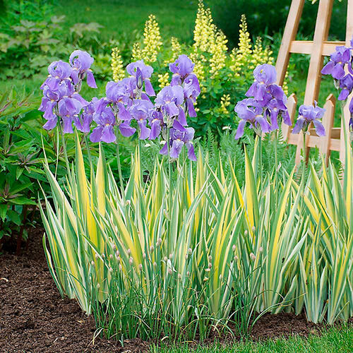 Ирис карликовый Variegata (Вариегата)