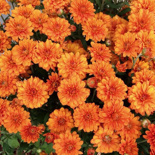Хризантема мультифлора Orange Star (Оранж Стар)