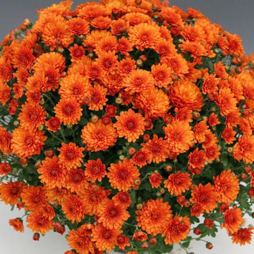 Хризантема мультифлора Orange Star (Оранж Стар)