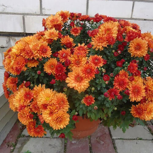 Хризантема мультифлора Orange Star (Оранж Стар)
