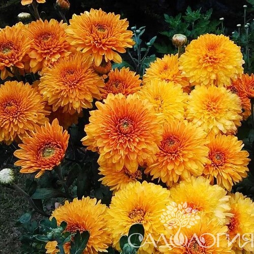 Хризантема корейская Золотистый Апельсин