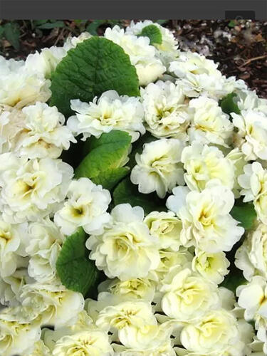 Примула Belarina Crem (Беларина Крем)