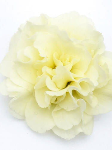 Примула Belarina Crem (Беларина Крем)