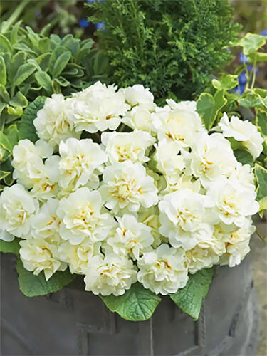 Примула Belarina Crem (Беларина Крем)