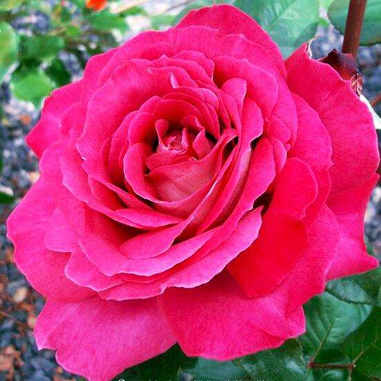 Роза Барон Фото