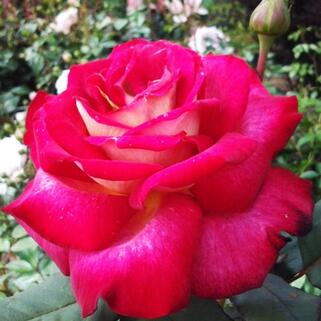 Роза чайно-гибридная Большой (Bolchoi)