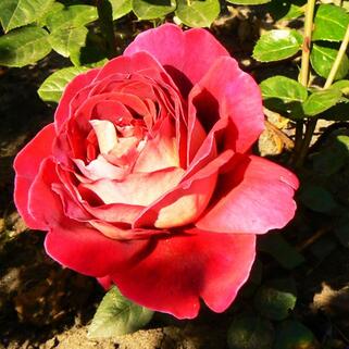Роза чайно-гибридная Большой (Bolchoi)