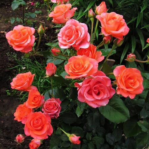 Роза чайно-гибридная Вау (Wow)
