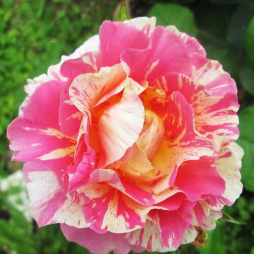 Роза чайно-гибридная Клод Моне (Сlaude Monet)