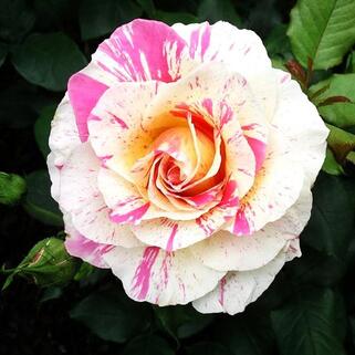 Роза чайно-гибридная Клод Моне (Сlaude Monet)