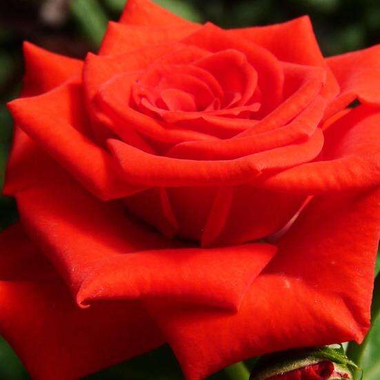 Роза Корвет Фото И Описание