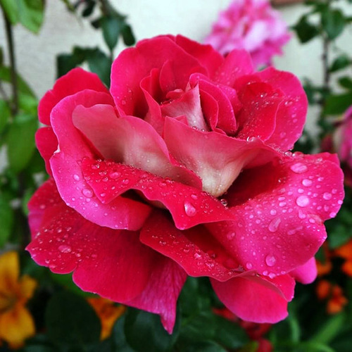 Роза чайно-гибридная Кроненбург (Kronenbourg)