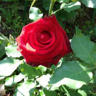 Роза чайно-гибридная Лавли Ред (Lovely Red)