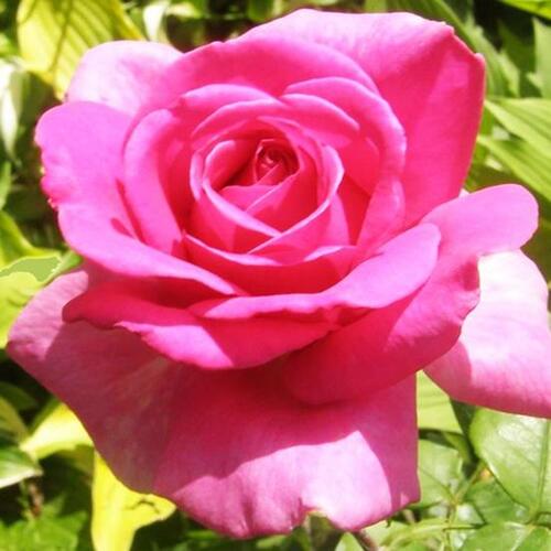 Роза чайно-гибридная Ланком