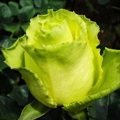 Роза чайно-гибридная Лимбо (Limbo)